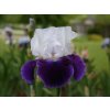 Kosatec německý 'Snow Mound' - Iris germanica 'Snow Mound'