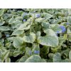 brunnera king ransom 1