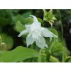 Bohyška jitrocelová 'Aphrodite' - Hosta plantaginea 'Aphrodite'