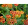 Řebříček obecný 'Safran' - Achillea millefolium 'Safran'