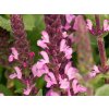 Salvia Rose Marvel