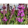 123227 1 salvej hajni rose marvel salvia nemorosa rose marvel