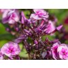 Plaménka latnatá 'Smokey' - Phlox paniculata 'Smokey'