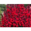 Lobelka 'Starship Scarlet' - Lobelia speciosa 'Starship Scarlet'