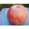 Malus domestica Peasgoodovo (2)