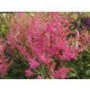 lilac astilbe