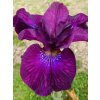 iris sibirica devils dream