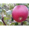Jabloň 'Lord Lambourne Red'