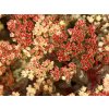 Rozchodník 'Peach Pearls' - Sedum 'Peach Pearls'