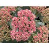 Rozchodník 'Coral Jade' - Sedum 'Coral Jade'