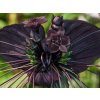 tacca