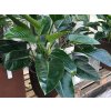 Filodendron 'Green Beauty' - Philodendron 'Green Beauty'