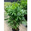 rhapis
