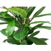 Ficus cyathistipula