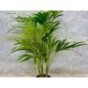 Palma Kentia - Kentia/Howea forsteriana