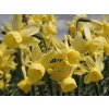 Narcis 'Angels Whisper'