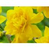 Narcis 'Campernellen Double'