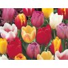 Triumph tulipány - mix