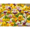 Rembrandtovy tulipány - mix
