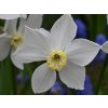 Narcis 'Polar Ice'