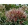 Ozdobnice čínská 'Polonus' - Miscanthus sinensis 'Polonus'