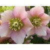 helleborus pretty elen pink 1