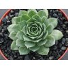 Netřesk BIG SAM® 'Jumbo Green' - Sempervivum BIG SAM® 'Jumbo Green'