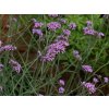 Sporýš argentinský 'Bonnie Blue' - Verbena bonariensis 'Bonnie Blue'