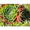 Netřesk x hybr. 'Cassiopea' - Sempervivum x hybr. 'Cassiopea'