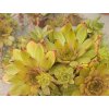Netřesk x hybr. 'Leo' - Sempervivum x hybr. 'Leo'
