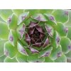 Netřesk x hybr. 'Reinhard' - Sempervivum x hybr. 'Reinhard'