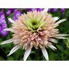 131209 trapatka cherry fluff echinacea cherry fluff