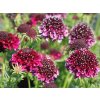 Hlaváč fialový 'Barocca' - Scabiosa columbaria 'Barocca'
