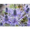 Máčka plocholistá 'Grumpy' - Eryngium planum 'Grumpy'