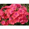 Plaménka latnatá 'Spitfire' - Phlox paniculata 'Spitfire'