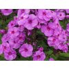 Plaménka latnatá 'Purple Paradise' - Phlox paniculata 'Purple Paradise'