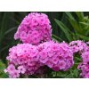 Plaménka latnatá 'Eva Cullum' - Phlox paniculata 'Eva Cullum'
