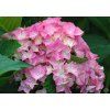 Hydrangea macrophylla Nunki