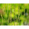 Bezkolenec modrý 'Torch' - Molinia caerulea 'Torch'