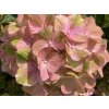 Hortenzie velkolistá Rembrandt® 'Bella Pesche'