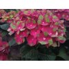 Hortenzie velkolistá Rembrandt® 'Rosso Glory'