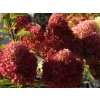 Hortenzie latnatá 'Redlight®'