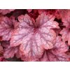 Dlužicha villosa 'Carnival Watermelon' - Heuchera villosa 'Carnival Watermelon'