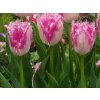 Tulipán 'Huis ten Bosch'
