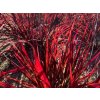 Vousatice 'Red October' - Andropogon gerardii 'Red October'