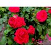 Růže 'Red Leonardo da Vinci'
