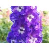Delphinium Delgenius2