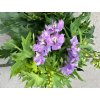 Ostrožka 'Delgenius' - Delphinium 'Delgenius'