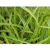 Ostřice japonská 'Goldband' - Carex morrowii 'Goldband'