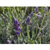 Lavandula Matrix Blue (1)